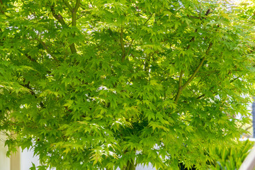 green leaves of a tree