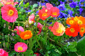 Colorful flower bed with poppies and blue pansies