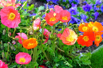 Colorful flower bed with poppies and blue pansies