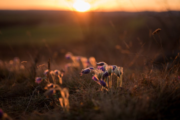 Cowbells in the sunlight of the setting suns. Sunset with blooming spring flowers.