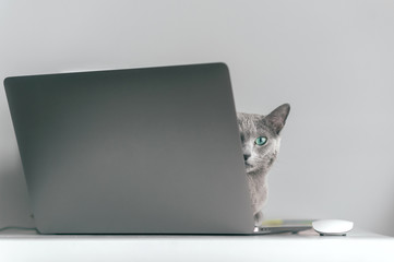 Beautiful russian blue cat with funny emotional muzzle lying on keayboard of notebook and relaxing in home interior on gray background. Breeding adorable gray kitten with blue eyes resting on laptop.