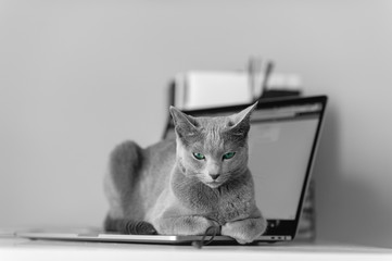 Beautiful russian blue cat with funny emotional muzzle lying on keayboard of notebook and relaxing...