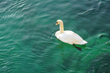 White swans on a lake in Geneva