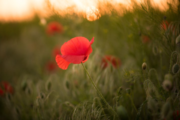  Closeup of a red poppy during the sunset in spring
