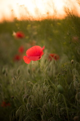  Closeup of a red poppy during the sunset in spring