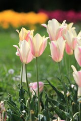 Delicate pink tulips close up