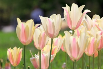 Obraz na płótnie Canvas Bright tulips in the Park