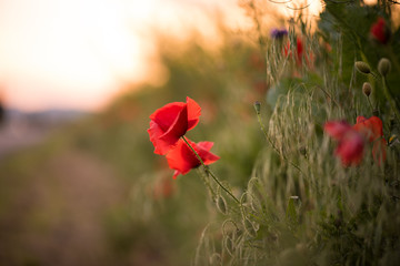 Closeup of a red poppy during the sunset in spring