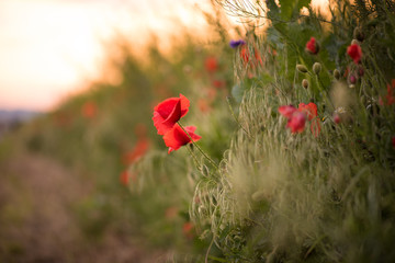 Closeup of several red poppies during the sunset in spring