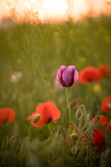 Obraz premium Closeup of several purple and red poppies during the sunset in spring