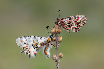 Papilionidae / Güneyli Fisto / / Zerynthia polyxena - Papilionidae / Orman Fistosu / / Zerynthia cerisyi