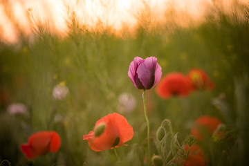Obraz premium Closeup of several purple and red poppies during the sunset in spring