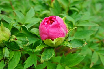 Pink tree peony flower bud on the bush