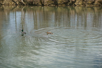 Ducks swimming in a lake