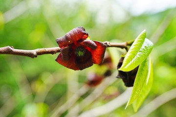 Close-up flowers of the common paw paw tree (asimina triloba) © eqroy