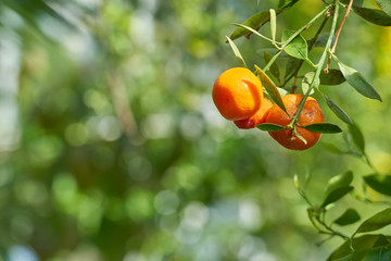 Mandarins are growing on a tree branch with green leaves and blurred green background bokeh.