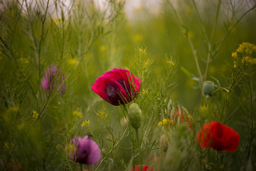 Closeup of a red poppy during the sunset in spring