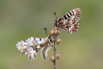 Papilionidae / Güneyli Fisto / / Zerynthia polyxena - Papilionidae / Orman Fistosu / / Zerynthia cerisyi