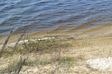Sandy shore near the water in the spring.
