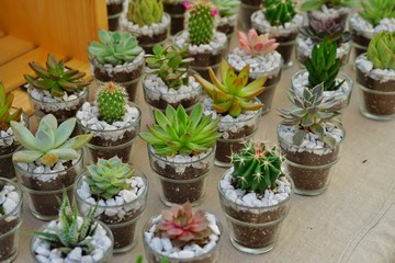 Small pots planted with a green succulent plant