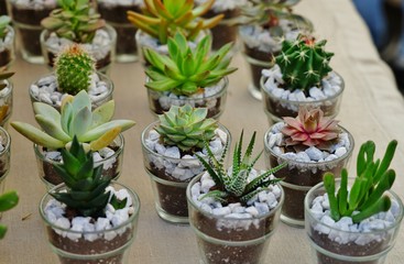 Small pots planted with a green succulent plant