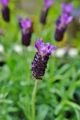 Fragrant purple French lavender flowers with a purple bow on top