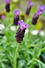 Fragrant purple French lavender flowers with a purple bow on top