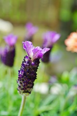 Fragrant purple French lavender flowers with a purple bow on top
