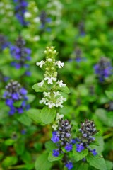 Carpet bugle weed (ajuga reptans) flower spikes in the spring garden