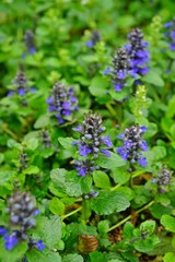 Carpet bugle weed (ajuga reptans) flower spikes in the spring garden