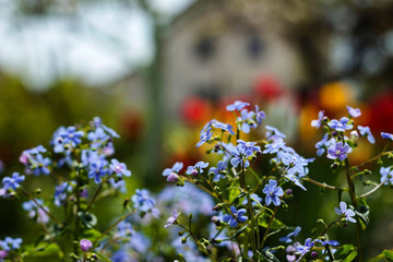 Blue forget-me-nots ( Myosotis, Scorpion grasses) on the background of bright tulips and houses, a beautiful background. Home landscape