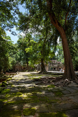 Ruins of the Ta Prohm temple complex visible behind the stunning forest canopy at Siem Reap, Cambodia