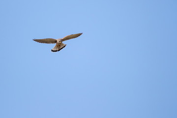 Turmfalke