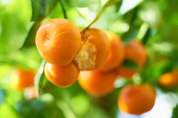 Mandarins are growing on a tree branch with green leaves and blurred green background bokeh.