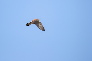 Turmfalke
