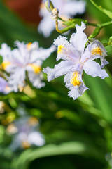 Iris japonica -  japanese spring flower with blurred background.