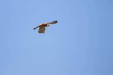 Turmfalke