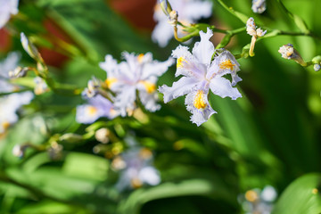 Iris japonica -  japanese spring flower with blurred background.