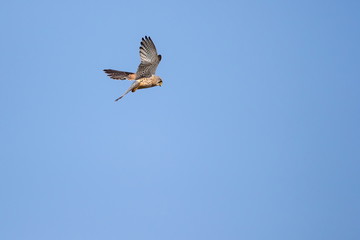 Turmfalke