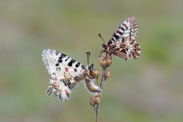 Papilionidae / Güneyli Fisto / / Zerynthia polyxena -Papilionidae / Orman Fistosu / / Zerynthia cerisyi