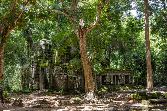 Ruins of the Ta Prohm temple complex visible behind the stunning forest canopy at Siem Reap, Cambodia