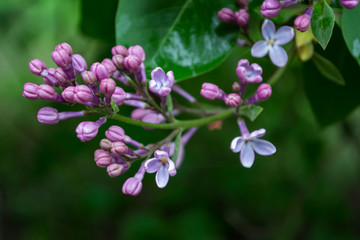 The flowers of lilac after rain.