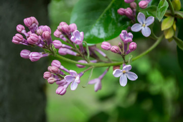 The flowers of lilac after rain.