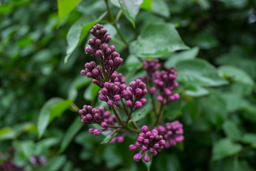 The flowers of lilac after rain.