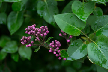 The flowers of lilac after rain.