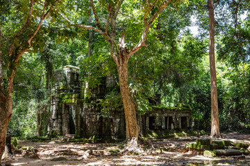 Ruins of the Ta Prohm temple complex visible behind the stunning forest canopy at Siem Reap, Cambodia