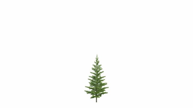 Christmas tree, pine,  fir-tree, grow up. In Ultra HD 4k. Excellent isolated on black and white background and mask