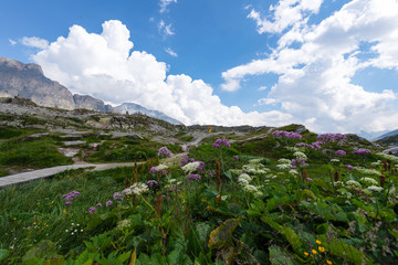  San Bernardino Pass flowers grass rocks alley mountains