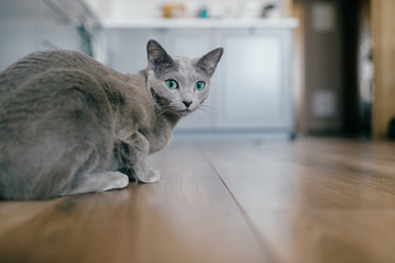 Adorable russian blue cat with funny emotional muzzle and big blue eyes lifestyle portrait in home interior. Gray little playful breeding kitten waiting to play. Lovely active female kitty relaxing. - obrazy, fototapety, plakaty