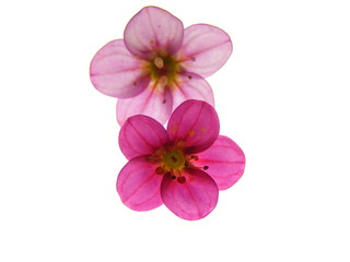Obraz na płótnie Canvas Pink flower isolated on white background